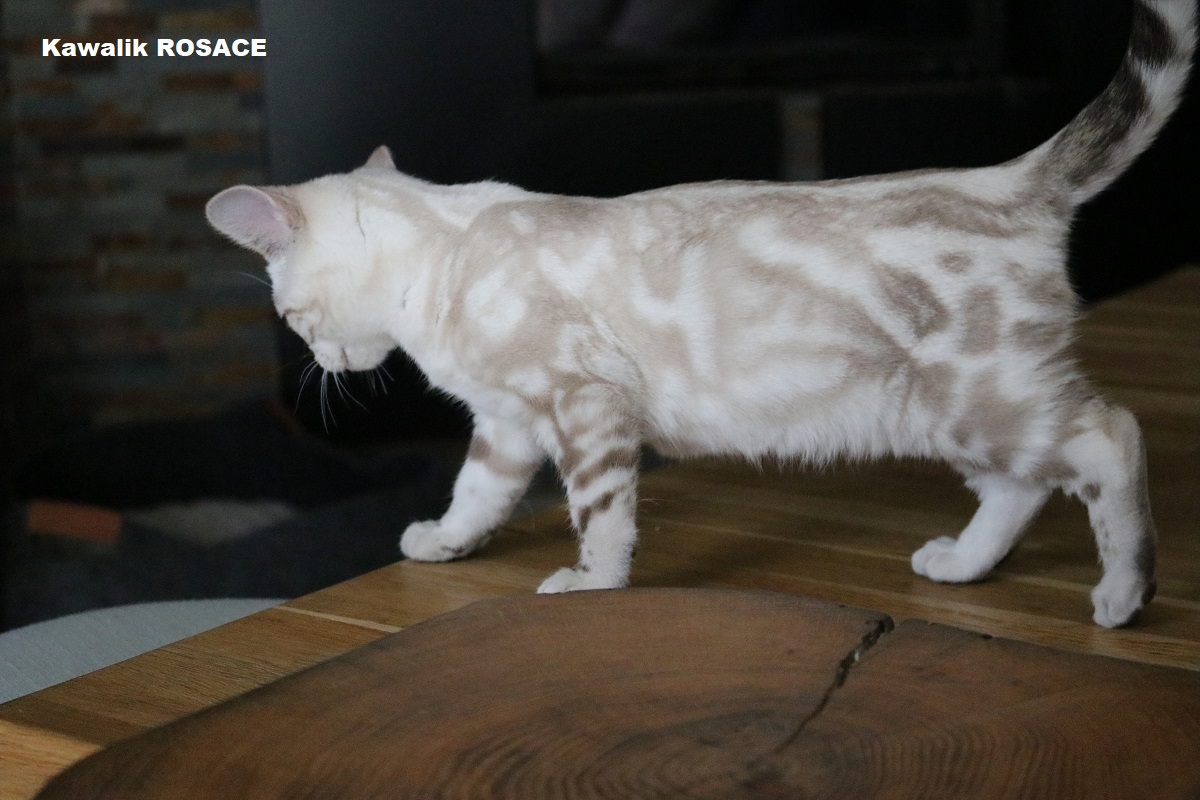 BENGAL seal lynx marble